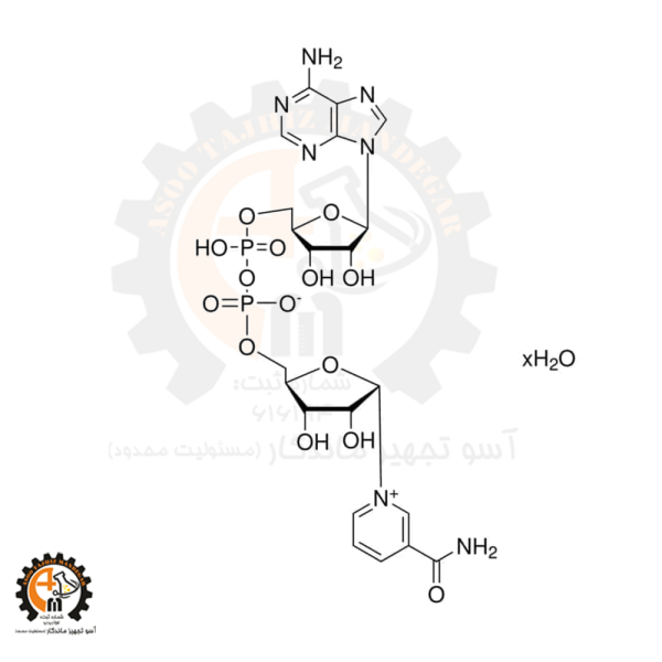 بتا نیکوتینامید آدنین دی نوکلئوتید N7004 سیگما