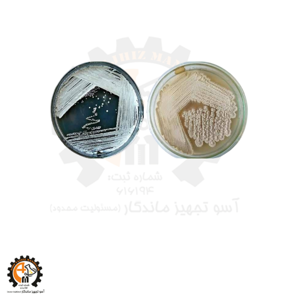 محیط کشت استارچ کازئن آگار Starch Casein Agar یا SCA