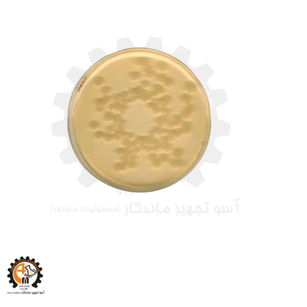 محیط کشت باسیلوس سرئوس کیولب MYP Culture Medium