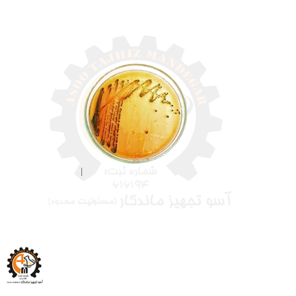 محیط کشت سالمونلا شیگلا کیولب SS AGAR