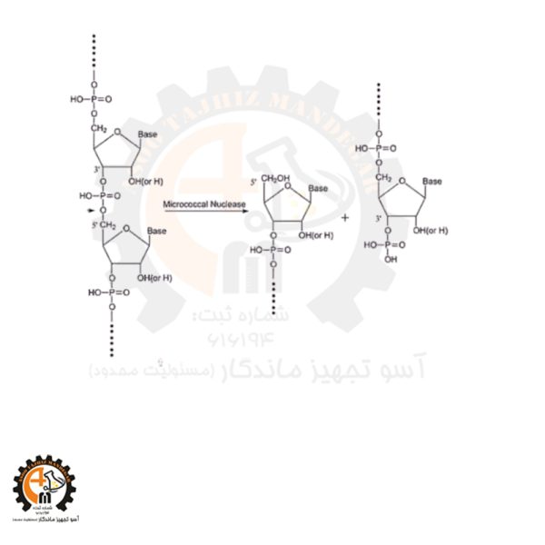 خرید و قیمت نوکلئاز میکروکوکال سیگما N5386