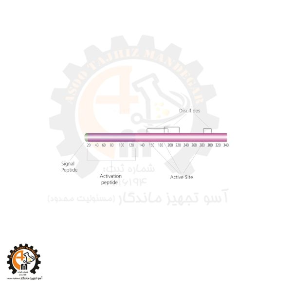 خرید و قیمت آنزیم پاپائین سیگما کد P4762 | آنزیم Papain اصل